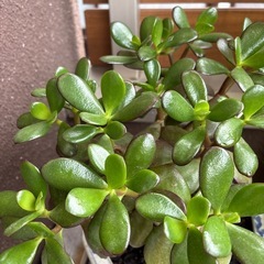 観葉植物と鉢の画像