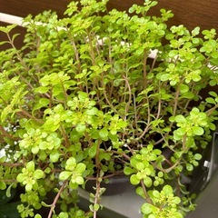 縁起の良い観葉植物の画像