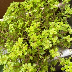 縁起の良い観葉植物の画像