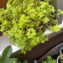 縁起の良い観葉植物の画像