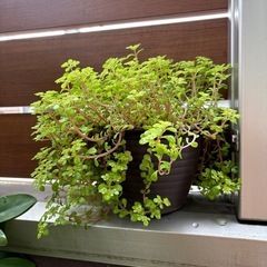 縁起の良い観葉植物の画像
