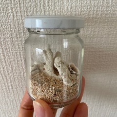星の砂