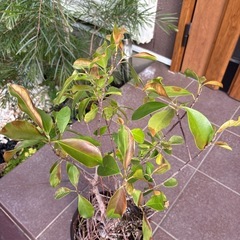縁起の良い植物の画像