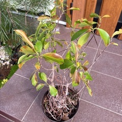 縁起の良い植物の画像