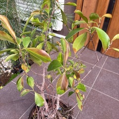 縁起の良い植物の画像
