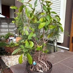 縁起の良い植物の画像