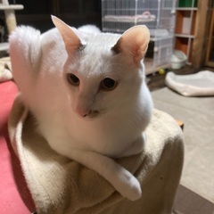 いけニャンな男の子❗️