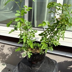 薔薇
