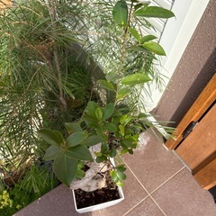 縁起植物の画像