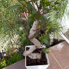 縁起植物の画像