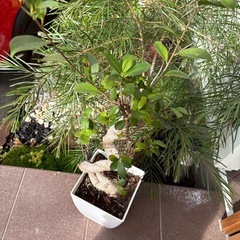 縁起植物の画像