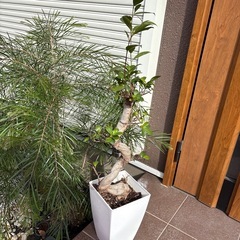 縁起植物の画像