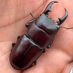 ダイトウヒラタクワガタ
成虫ペア