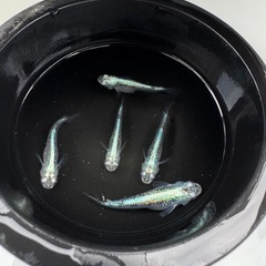 メダカ　ワカサギ　オス3メス2
