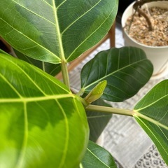 ★取引完了★　②観葉植物 フィカス アルテシマ 曲がり　プラコッタ鉢7号受け皿付き　の画像