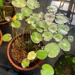 アサザ☘️めだかの水草1ポット