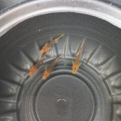 5/11めだか販売。の画像