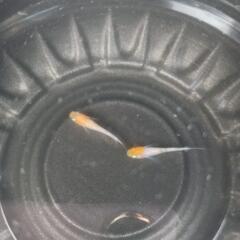 5/11めだか販売。の画像