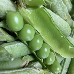 グリンピース（えんどう豆）野菜