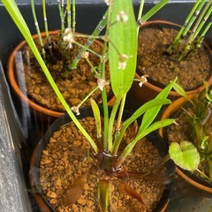 ナガバオモダカ🌱めだかの水草1ポット