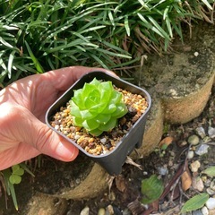 多肉植物シンピフォルミスの画像