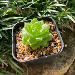 多肉植物シンピフォルミスの画像