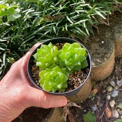 多肉植物シンピフォルミスの画像