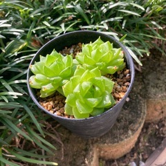 多肉植物シンピフォルミスの画像