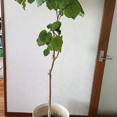 ウンベラータ