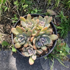 多肉植物の画像