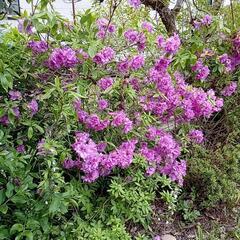 庭木　ツツジ　八重咲き