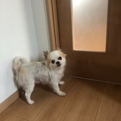 女の子8才です
