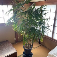 観音竹