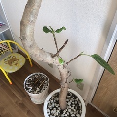 観葉植物