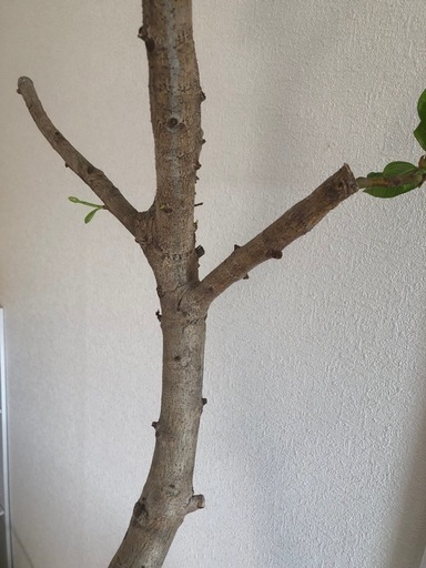 観葉植物