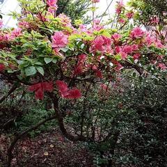 庭木　ツツジ