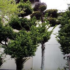 庭木