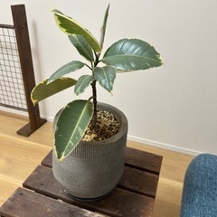 フィカス　ティネケ　ゴムノキ　鉢ごと　観葉植物　インテリアにの画像