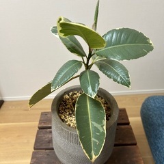 フィカス　ティネケ　ゴムノキ　鉢ごと　観葉植物　インテリアにの画像