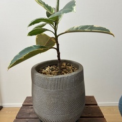 フィカス　ティネケ　ゴムノキ　鉢ごと　観葉植物　インテリアに
