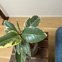 フィカス　ティネケ　ゴムノキ　鉢ごと　観葉植物　インテリアにの画像