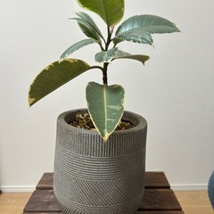 フィカス　ティネケ　ゴムノキ　鉢ごと　観葉植物　インテリアにの画像