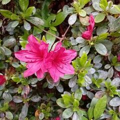 庭木ツツジ赤色小花（おまとめ値引き有り）