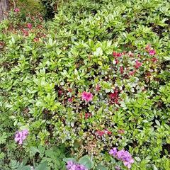庭木　ツツジ　赤色　小花