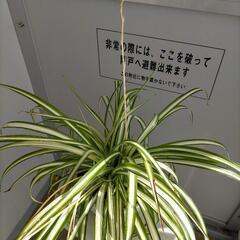 値下げ オリズルラン 白鉢の画像
