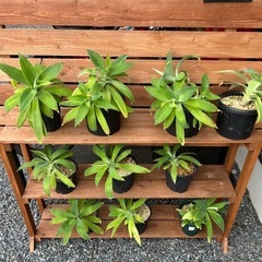 アガベ　アテナータ　多頭　観葉植物　鉢ごと　の画像