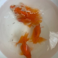 土佐錦4匹セット