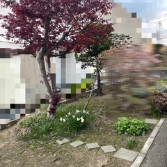 庭木あげます