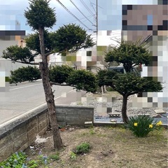 庭木あげますの画像
