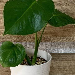 モンステラ